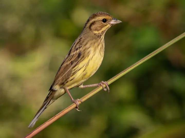 Black‑faced Bunting in Tanguar Haor