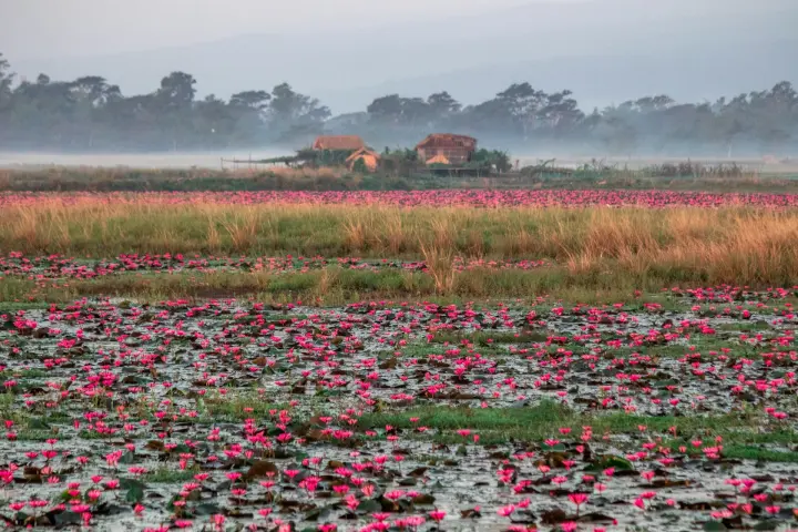 a large field of water lilies with a house in the background